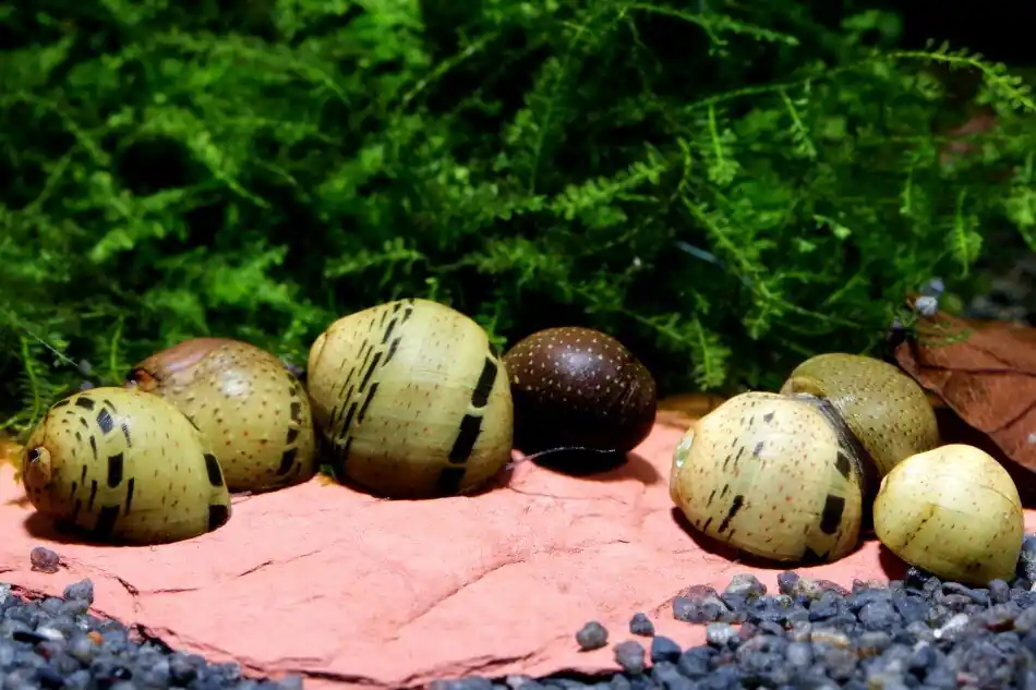 Must-Have Geweihschnecke Fancy | Bunter Algenfresser Clithon Geweihschnecke "Fancy"