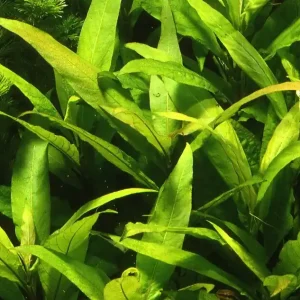 Hygrophila corymbosa "Stricta" im Topf Heißes Angebot