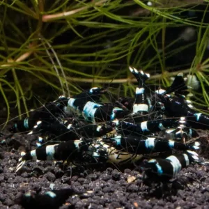 Taiwan Bee schwarz gemischt Taiwan Bee "schwarz gemischt" Top-Seller