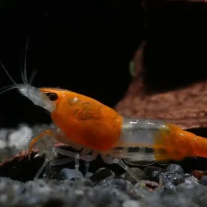 Orange Rili Garnelen - Chef Breed Selection, 10 Stück Orange Rili - Deutsche Nachzucht Nur Für Kurze Zeit