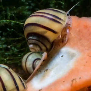 Zebra Apfelschnecke - Asolene spixi - Import-Tiere Angebot