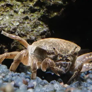 Markenprodukt Ghost-Zwergkrabbe (Potamocypoda pugil) | Winziger Aquarien-Putztrupp