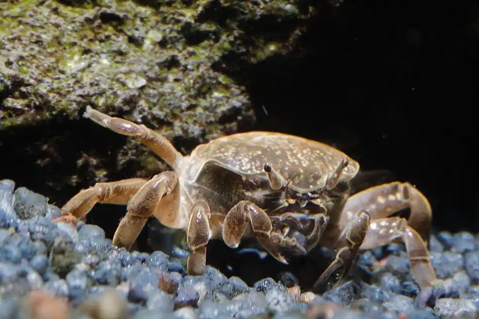 Markenprodukt Ghost-Zwergkrabbe (Potamocypoda pugil) | Winziger Aquarien-Putztrupp