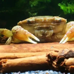 Fluss-Schwimmkrabbe - Varuna litterata | Großer, mobiler Aquarien-Prädator Top-Angebot
