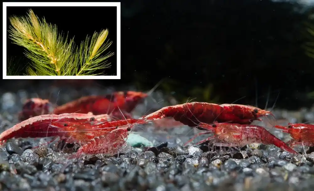Red Fire Cherry Zwerggarnele, 10 Stück + Portion Hornkraut Mega-Angebot