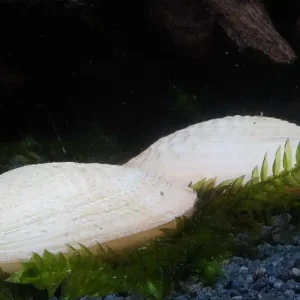 Weiße Ornamentmuschel - Scabies crispata white Sonderangebot