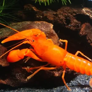 Letzte Chance Cherax Snowden Irianto Red Ein Paar (Männchen & Weibchen)