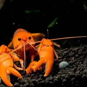 Ausverkauf Cherax Snowden Irianto Red - Ein Paar (Männchen & Weibchen) Ein Paar (Männchen & Weibchen)