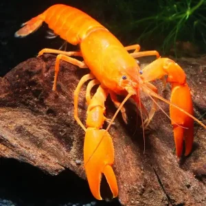 Highlight Cherax Snowden Irianto Red - Männchen Ein Paar (Männchen & Weibchen)