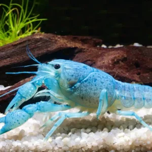 Blauer Floridakrebs - Procambarus alleni Ein Paar (Männchen & Weibchen) Neu Im Sortiment