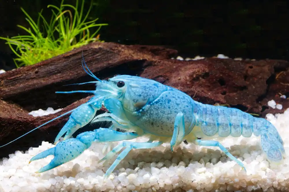 Blauer Floridakrebs - Procambarus alleni Ein Paar (Männchen & Weibchen) Neu Im Sortiment