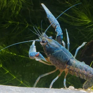 Blauer Floridakrebs - Procambarus alleni, Ein Paar (Männchen & Weibchen) Ein Paar (Männchen & Weibchen) Preis Gesenkt