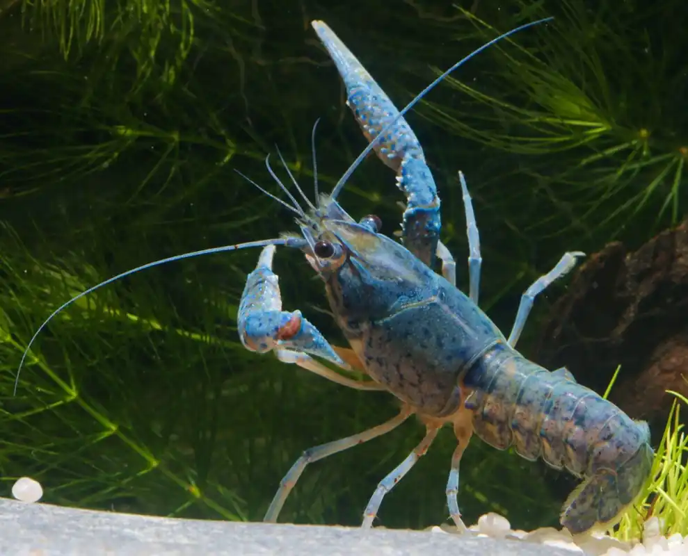 Blauer Floridakrebs - Procambarus alleni, Ein Paar (Männchen & Weibchen) Ein Paar (Männchen & Weibchen) Preis Gesenkt