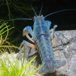 Blauer Floridakrebs - Procambarus alleni, Weibchen Ein Paar (Männchen & Weibchen) Versand Am Gleichen Tag