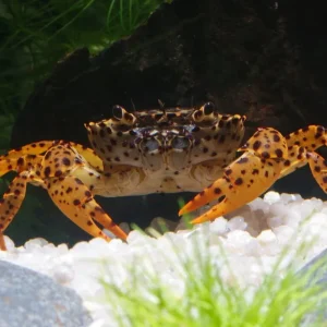 Pantherkrabbe - Parathelphusa pantherina | Spektakulärer Aquarien-Prädator Angebot