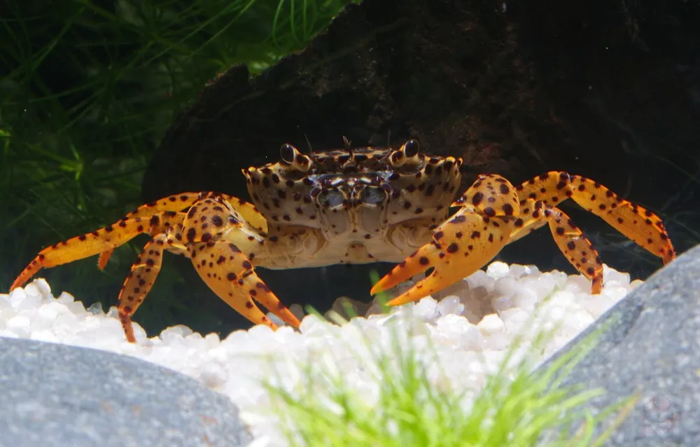 Pantherkrabbe - Parathelphusa pantherina | Spektakulärer Aquarien-Prädator Angebot