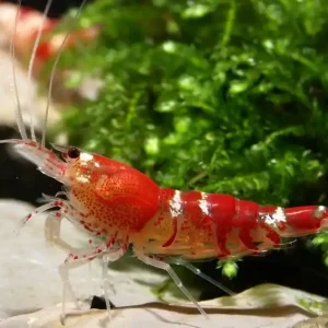 Crystal Red / Red Bee (DNZ) Saisonangebot