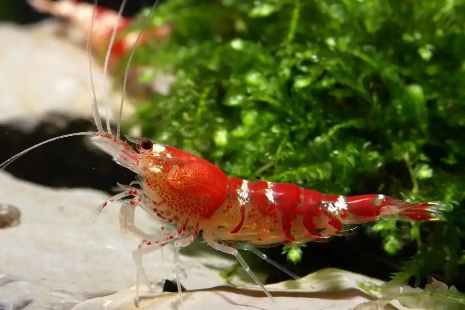 Crystal Red / Red Bee (DNZ) Saisonangebot