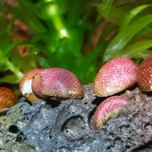 Pink & Yellow Lady Schnecke | Bunter Algenfresser Preiswert