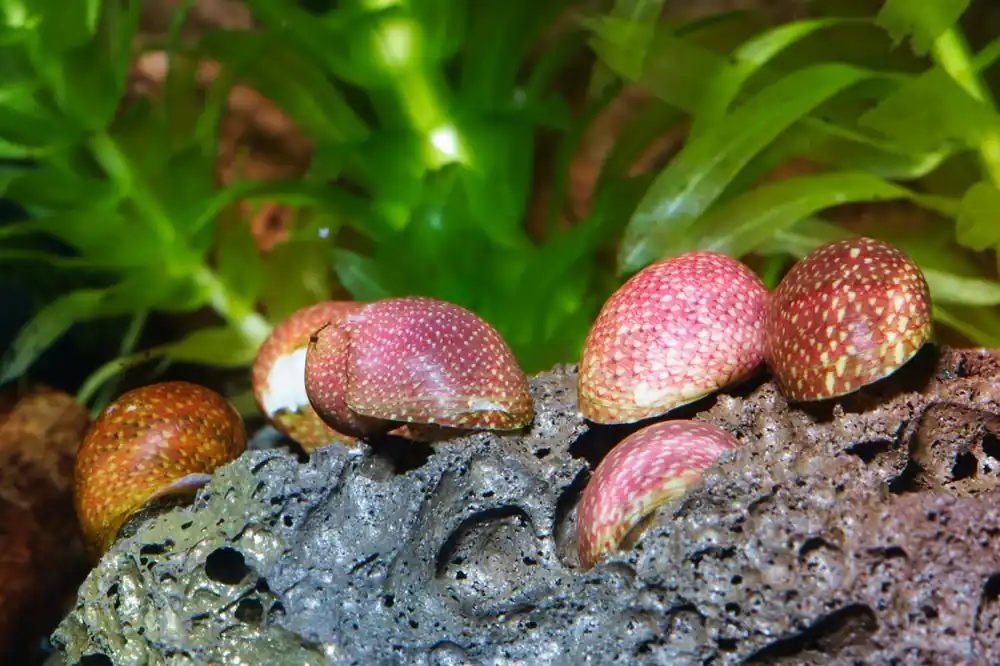 Pink & Yellow Lady Schnecke | Bunter Algenfresser Preiswert