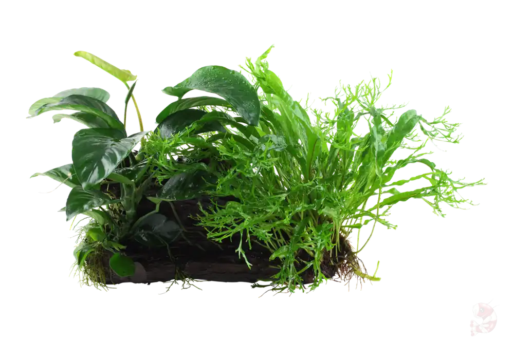 Jetzt Bestellen Microsorum und Anubias Duet auf großer Mangroven Wurzel XL