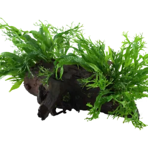 Finale Aktion Microsorum pteropus Windeløv auf großer Mangroven Wurzel XL