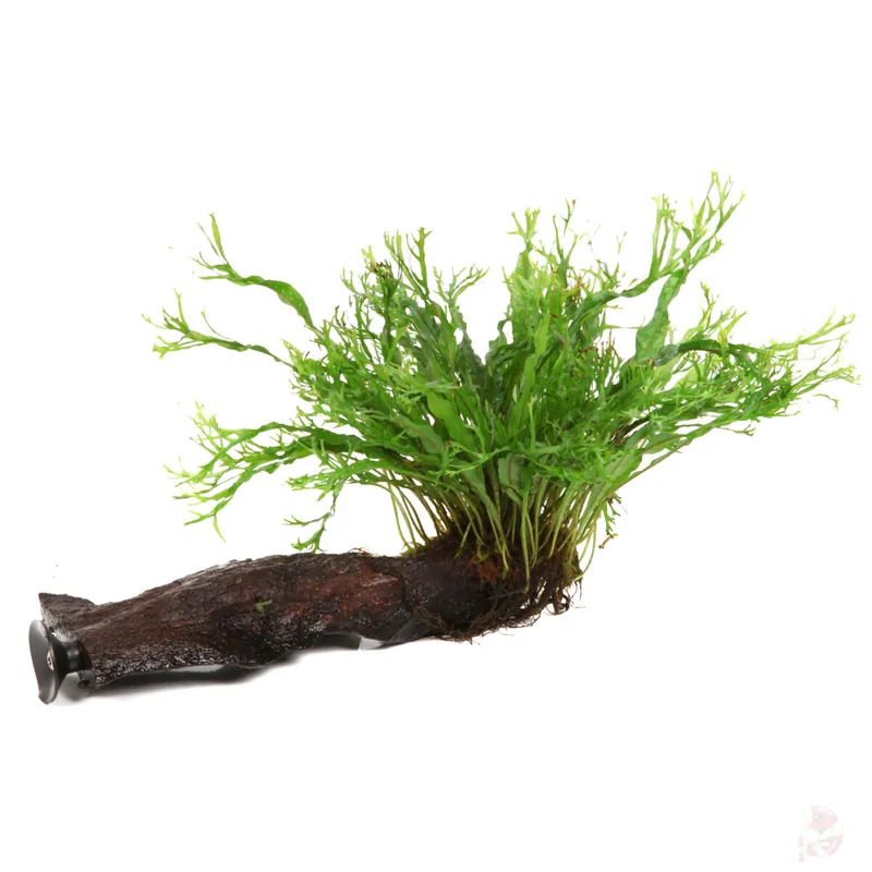 Microsorum pteropus Windeløv auf Wurzel mit Sauger Kracherpreis