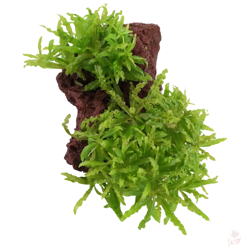 Pogostemon helferi auf Lavastein Schneller Versand