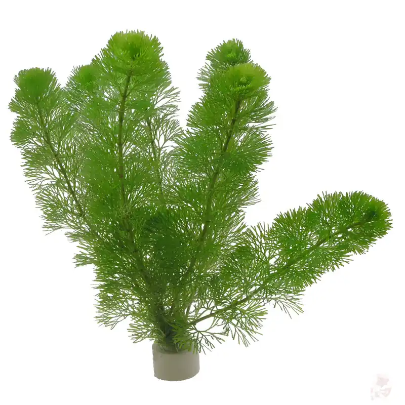 Top-Preis Cabomba aquatica (Riesen-Haarnixe) - Bund