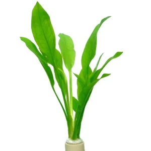 Markenprodukt Echinodorus grisebachii "Bleherae" - Bund