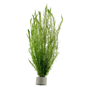 Mayaca fluviatilis - Bund Saisonangebot