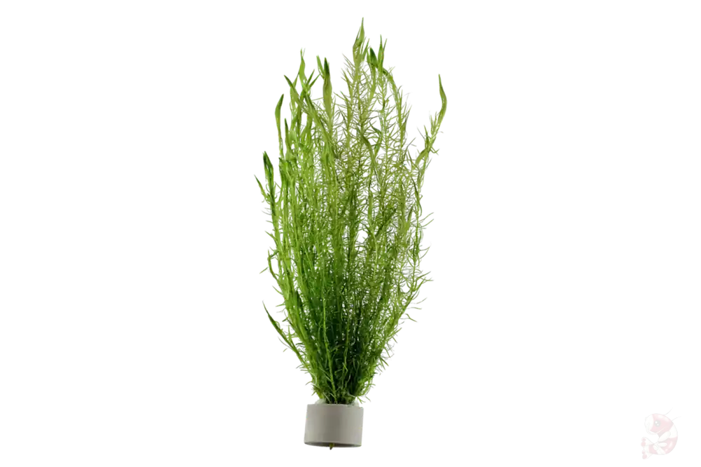 Mayaca fluviatilis - Bund Saisonangebot