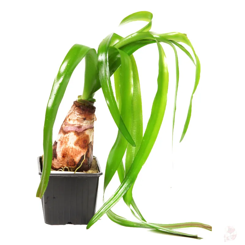 Crinum thaianum - Mutterpflanze XL im 9 cm Topf Markenware