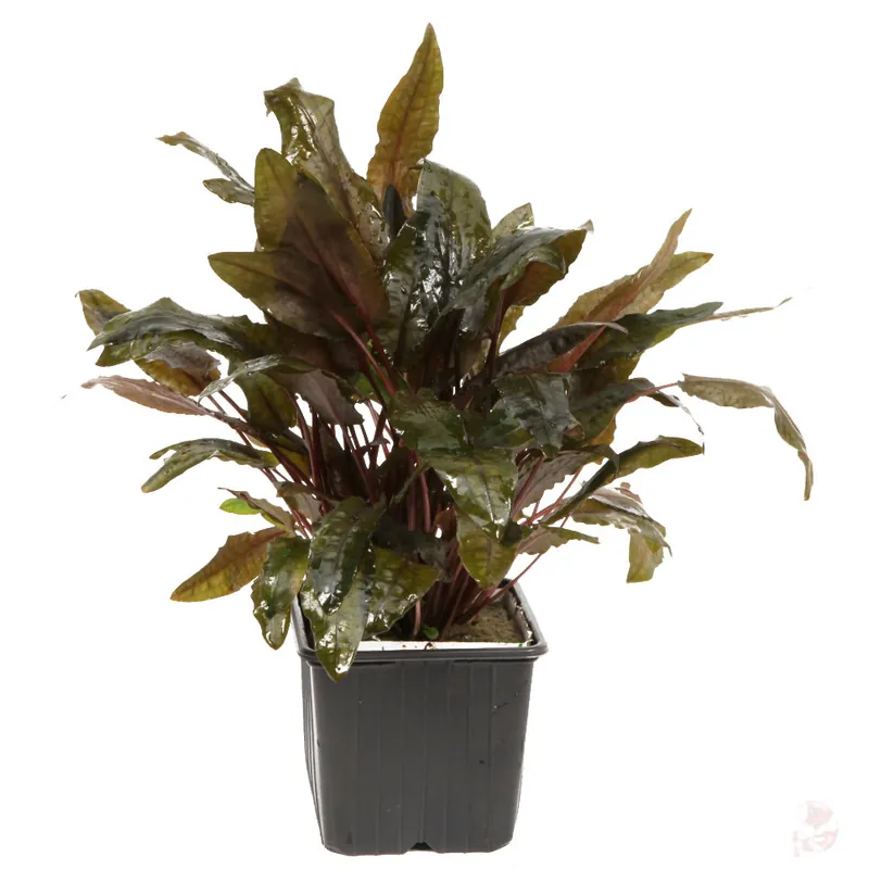 Cryptocoryne wendtii "Tropica" - Mutterpflanze XL im 9 cm Topf Nur Für Kurze Zeit