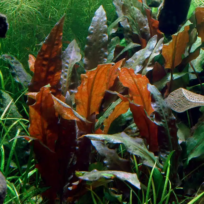 Highlight Cryptocoryne wendtii 'Mi Oya' 1-2-GROW!