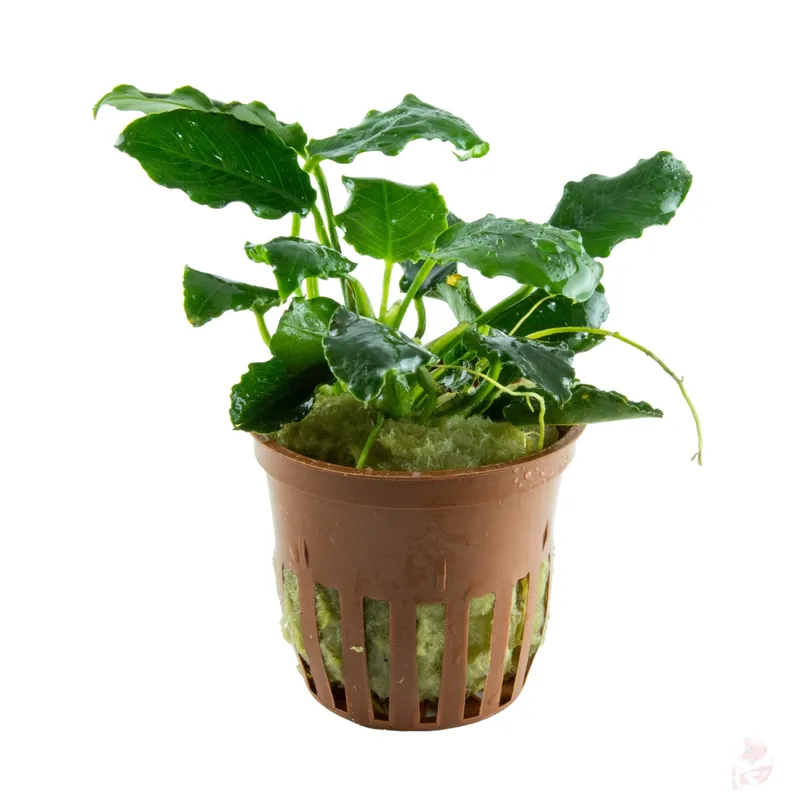 Anubias barteri var. nana ’Kirin’ Preiswert
