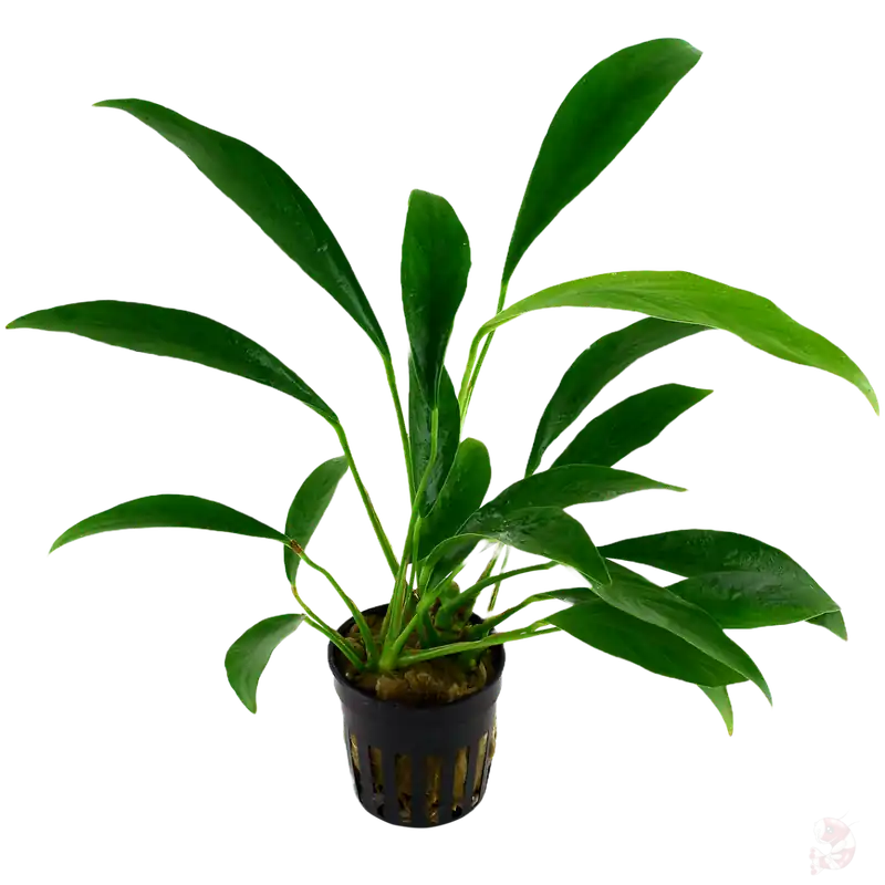 Anubias barteri var. glabra im Topf Abverkauf