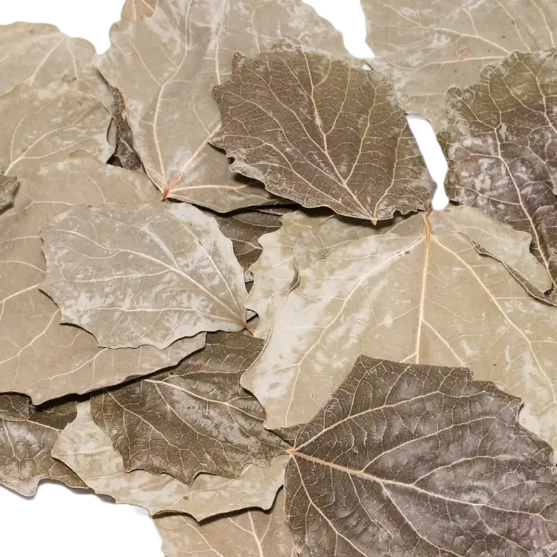 Nano Pappel-Laubblätter (grün), 20 Stk. | Naturfutter für Garnelen Top-Preis