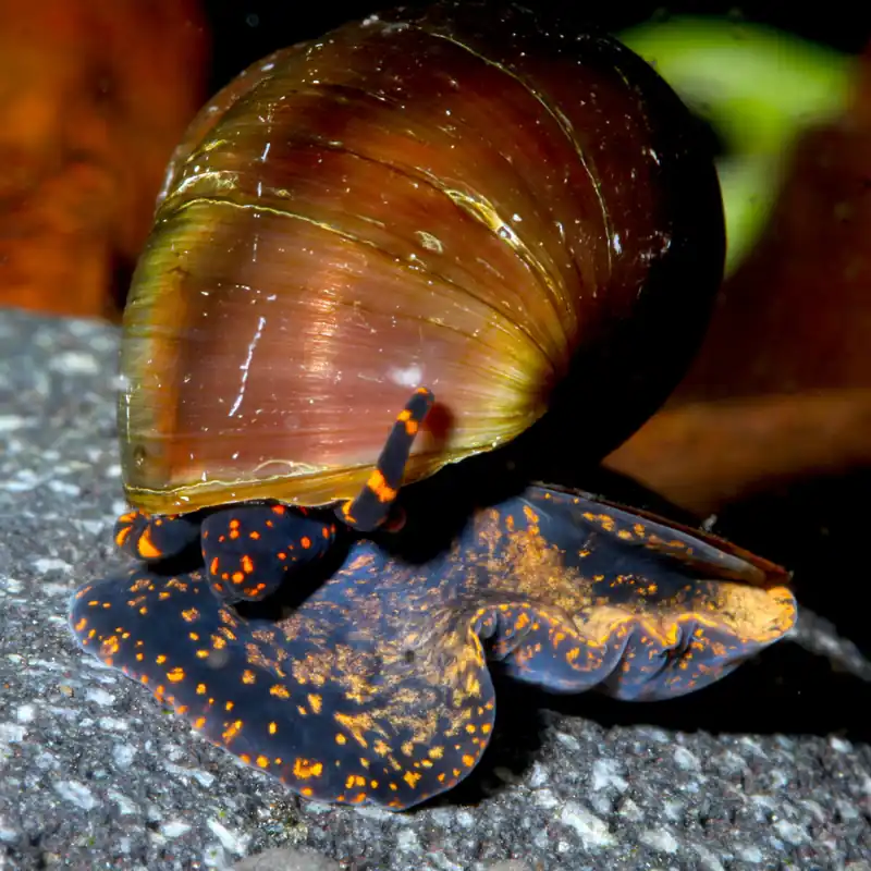 Blue Berry Schnecke | Filtrierend & Lebendgebärend Bestpreis