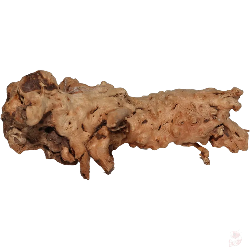 Moorkien Fingerwurzel - "Big Bombelbee" 18x13x6 (LxBxH) Preiswert