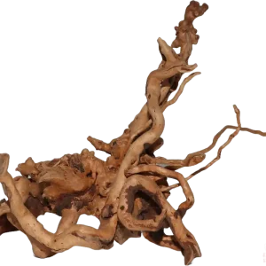 Nur Für Kurze Zeit Moorkien Fingerwurzel - "Grumbelstar" 19x17x10(LxBxH)