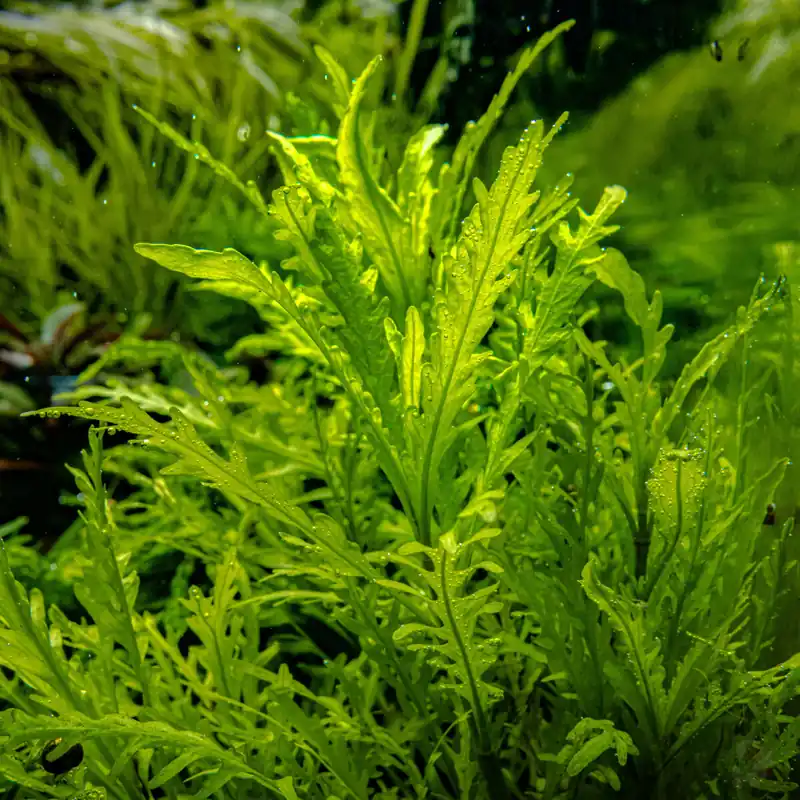 Hygrophila odora 1-2-Grow! | Schneller Hintergrundfüller Direkt Vom Hersteller