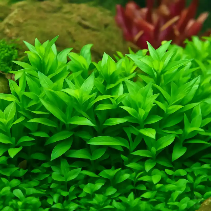 Jetzt Kaufen Staurogyne repens 1-2-Grow!