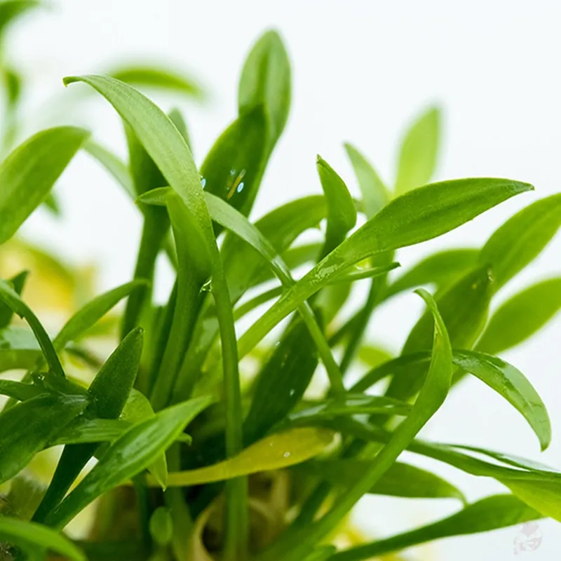 Cryptocoryne parva 1-2-Grow! Beliebt