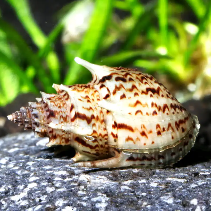 Highlight Ankylosaurus Turmdeckelschnecke (Import) | Der bestachelte Bodengrund-Reiniger Deutsche Nachzucht (ohne Stacheln)