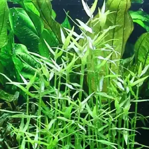 Nur Für Kurze Zeit Aquariumpflanze Murdannia keisak Bambus Nr.135