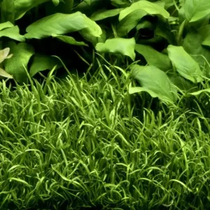 Neu Im Sortiment Aquarium Pflanze Lilaeopsis brasiliensis Wasserpflanzen Topf Nr.340