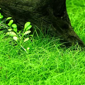 Jetzt Kaufen Aquarium Pflanze Eleocharis parvula Wasserpflanzen Topf Nr.332C