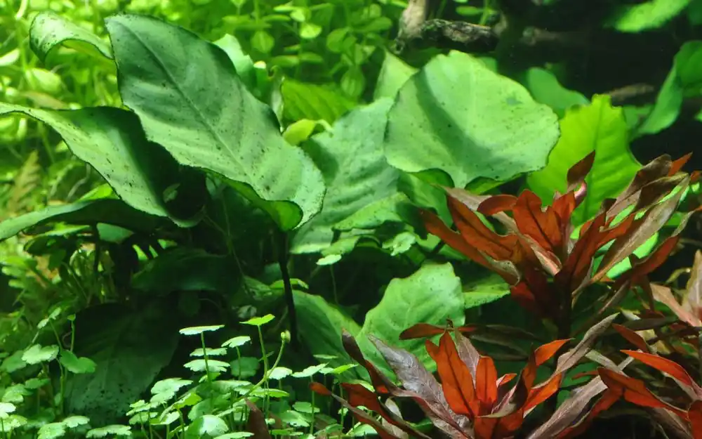 Aquarium Pflanze Anubias barteri caladiifolia Nr.101U Garantierte Lieferung