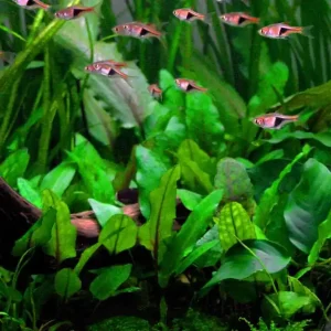Aquarium Pflanze Cryptocoryne wendtii 'Green' Wasserpflanzen Topf Nr.309 Top-Preis